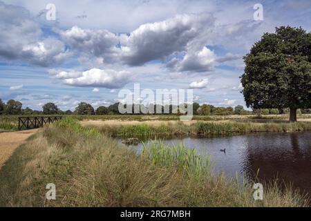 Bushy Park Bootsteich mit Fußgängerbrücke über den Fluss früh bewölkter Morgen im August Stockfoto