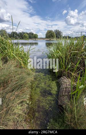 Beginn des Anbaus von Grünalgen in den Teichen im Bushy Park im August Stockfoto