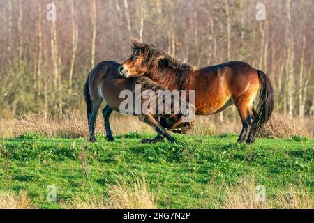 Zwei kämpfende braune Exmoor Ponys, vor einem Wald- und Schilfhintergrund. Beißen, Aufziehen und Schlagen. Herbstfarben im Winter. Niederlande Stockfoto