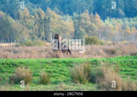 Zwei kämpfende braune Exmoor Ponys, vor einem Wald- und Schilfhintergrund. Beißen, Aufziehen und Schlagen. Herbstfarben im Winter. Niederlande Stockfoto