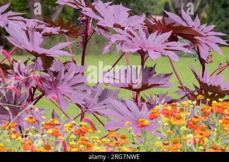 Rizinusöl-Pflanze, Ricinus communis „New Zealand Purple“ Stockfoto