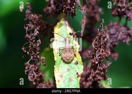 Nymphe-Dock-Käfer (Coreus marginatus), Familie Coreidae auf verblichenem Bitterdock (Rumex obtusifolius), Knotweed-Familie (Polygonaceae). Holländischer Garten, Sommer, Stockfoto