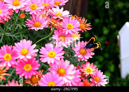 Schmetterling auf rosa Gänseblümchen im Sommergarten. Stockfoto
