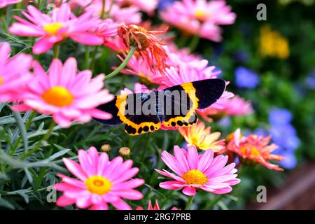 Schmetterling auf rosa Gänseblümchen im Sommergarten. Stockfoto