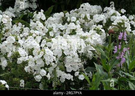 Nahaufnahme der reinweißen blühenden, mehrjährigen Gartenpflanze Phlox paniculata Snow Hare. Stockfoto