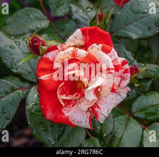 "Hanky Panky" Floribunda Rose, Floribundaros (Rosa) Stockfoto