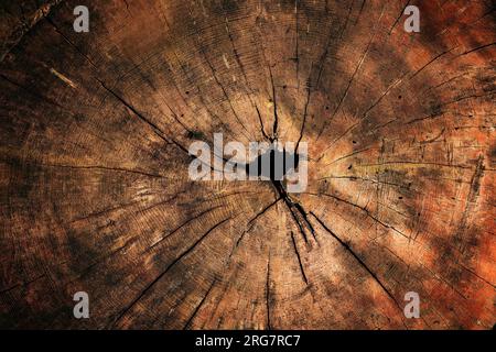 Textur eines alten Baumstumpfes, Draufsicht als Hintergrund Stockfoto