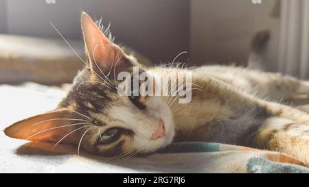 Nahaufnahme eines entzückenden verschlafenen Haustierkatze mit grünen Augen, die friedlich auf dem Sunkissed-Bett liegen und im Sommer entspannen Stockfoto