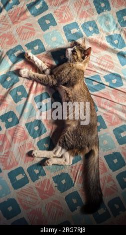 Blick von oben auf eine wunderschöne, verschlafene Katze, die im Sommer friedlich auf dem Sunkisbett liegt Stockfoto