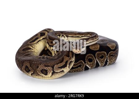 Zwei Morphen von Ball Python alias Python Regius, verheddert und als Freund gelebt. Isoliert auf weißem Hintergrund. Stockfoto