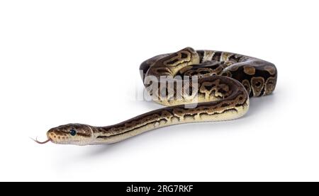 Zwei Morphen von Ball Python alias Python Regius, verheddert und als Freund gelebt. Isoliert auf weißem Hintergrund. Stockfoto