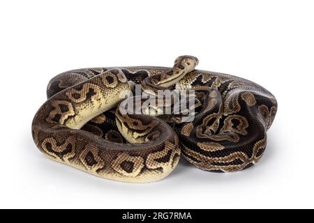 Zwei Morphen von Ball Python alias Python Regius, verheddert und als Freund gelebt. Isoliert auf weißem Hintergrund. Stockfoto