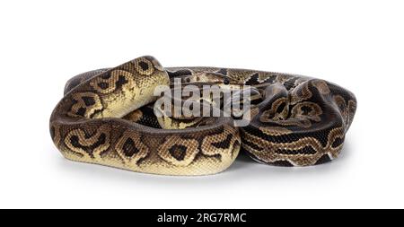 Zwei Morphen von Ball Python alias Python Regius, verheddert und als Freund gelebt. Isoliert auf weißem Hintergrund. Stockfoto