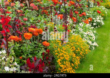 Mehrjährige, einjährige und zweijährige Pflanzen im Border Garten Rasenkante Blumenbeet Zinnias Marigolds Celosia lobelias Nicotiana und andere Beetpflanzen Stockfoto