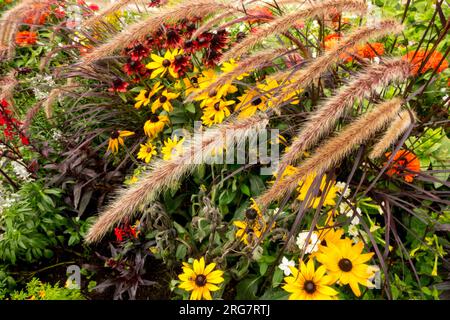 Mixed, Mid Summer, Pflanzen, Feathertop Fountain Grass, Pennisetum alopecuroides, Krautig, Rudbeckias, Bunt, Blühend, Grenze, Bett Stockfoto