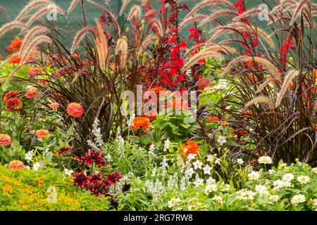 Krautig, Bettwäsche, Pflanzen, gemischt, Rand, Garten, Brunnengras, Pennisetum, Blumen, Feathertop Stockfoto