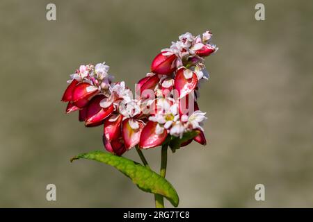 Buchweizenmakro mit roten Blumen. Fagopyrum esculentum Stockfoto