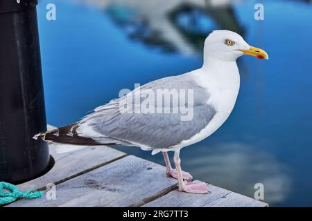 Europäische Heringsmull (Larus argentatus); Dänemark Stockfoto