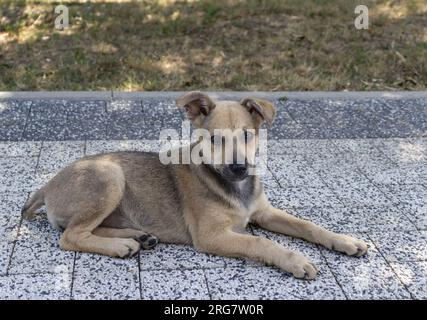 Trauriger streunender Hund, der an einem Sommertag in einem Park auf dem Bürgersteig lag Stockfoto