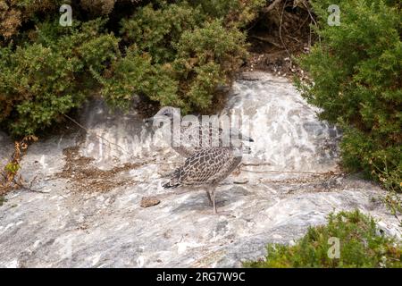 Juvenile Gelbbeinmöwe „Larus Michahellis“ Atlantische Inseln Galicien Maritime Terrestrial National Park, Spanien Stockfoto