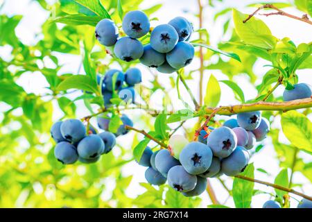 Heidelbeeren. Schornsteine reifer, großer Beeren im Busch der Heidelbeerpflanze Stockfoto