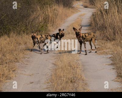 Simbabwe, Afrika, Juli 2023: Drei junge afrikanische Jagdhunde sehen den Zuschauer nach einem Mord an Stockfoto