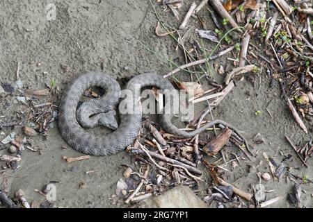 Würfelnatter, Würfel-Natter, Natter, Natrix tessellata, Würfelschlange, Wasserschlange, La Couleuvre tessellée Stockfoto