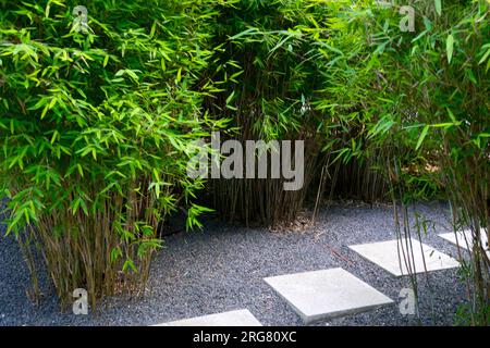 Evergreen, Fargesia murielae, Fargesia Bambus, Garten, Pfadgrüne Ecken und Winkel Stockfoto