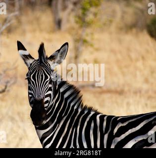 Zebra im Ruaha-Nationalpark, Tansania Stockfoto