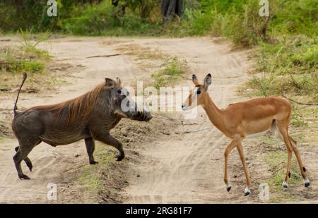 Warzenschwein und weibliche Impala überqueren eine Strecke in Roho ya Selous im Nyerere-Nationalpark, Tansania Stockfoto