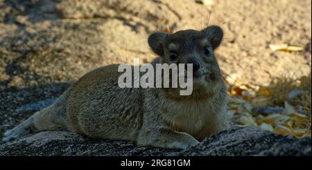 Rock Hyrax im Schatten im Jabali Ridges Resort im Ruaha National Park 01, Tansania Stockfoto