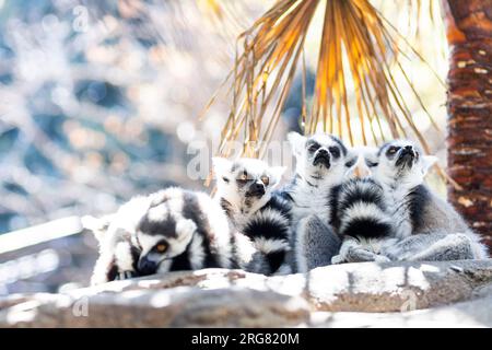 Eine Familie süßer kleiner Ringschwanzlemur, die an einem heißen Sommertag auf Madagaskar im Schatten sitzt. Stockfoto