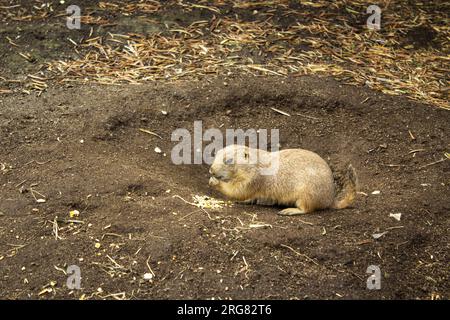 Volltreffer eines süßen Präriehundes, der Getreide im Zoo isst. Horizontale Ansicht. Werbefläche. Stockfoto