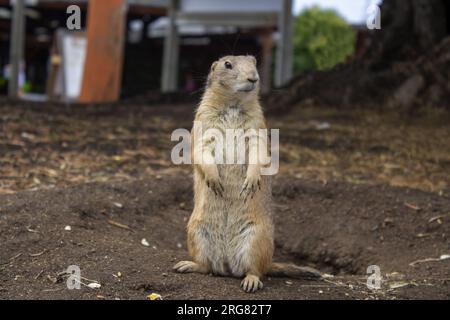 Volltreffer eines süßen Präriehundes, der aus einem Leihwagen im Zoo guckt. Erbaut, sucht etwas. Horizontale Ansicht. Werbefläche. Stockfoto