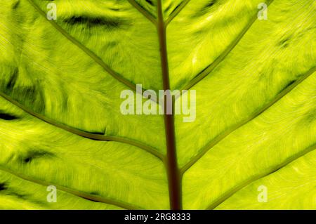 Ein Elefantenohrblatt, Taroblattstruktur, Colocasia esculenta, Hintergrundbeleuchtung. Natürlicher Hintergrund. Stockfoto