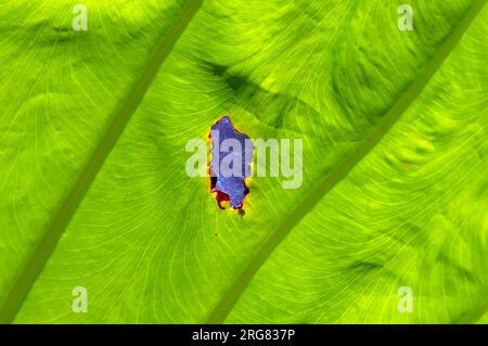 Ein Elefantenohrblatt, Taroblattstruktur, Colocasia esculenta, Hintergrundbeleuchtung. Natürlicher Hintergrund. Stockfoto