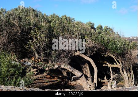 Rotäugige Klaviere oder westliche Küstenwackel (Acacia Cyclops) ist ein kleiner Baum, der aus Australien stammt, aber in anderen Ländern mit trockenem Klima eingebürgert ist. Dieses p Stockfoto