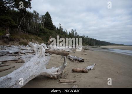 Der Pacific Rim National Park an der Westküste von Vancouver Island ist von üppigen Regenwäldern und viel Treibholz am Strand bedeckt. Stockfoto