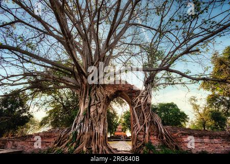 Altes Tempeltor mit Ficus-Wurzeln, das Portal der Zeit in Ayutthaya Stockfoto