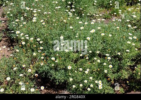 Magarza, Paris Gänseblümchen oder marguerite Gänseblümchen (Argyranthemum frutescens) ist eine mehrjährige Pflanze, die auf den Kanarischen Inseln, Spanien, beheimatet ist. Stockfoto