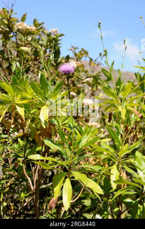 El Cabezón (Cheirolophus junonianus) ist eine gefährdete Art, die auf der Insel La Palma, Kanarische Inseln, Spanien, endemisch ist. Stockfoto