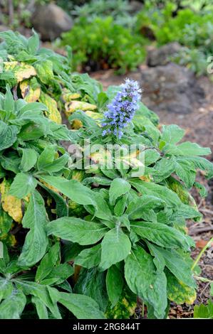 Tajinaste azul oder tenteniguada (Echium callithyrsum) ist ein Strauch, der endemisch auf Gran Canaria, Kanarische Inseln, Spanien ist. Stockfoto