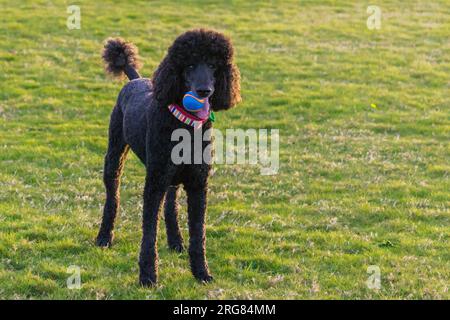 Schwarzer Standardpudel, der mit einem Ball im Gras steht. Stockfoto