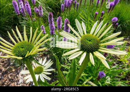 Echinacea „White Swan“, dichter strahlender Stern, Liatris spicata, in, Garten, Blume Stockfoto