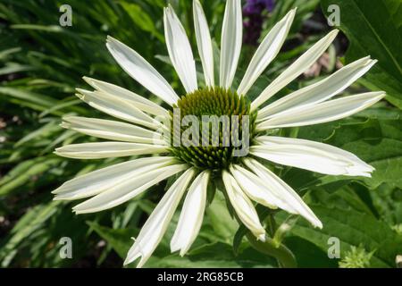 Weißer Coneflower, Blume, Echinacea „White Swan“ Stockfoto