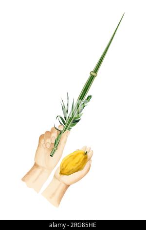 Sukkot winkt mit dem Lulav Aquarell für den jüdischen Feiertag. Die Hände eines Mannes halten vier Spezies Stockfoto