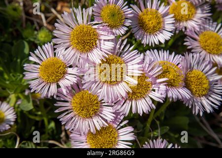 Erigeron Meeresbrise rosa - riesige Gänseblümchen in der Sonne Stockfoto