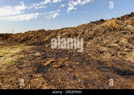 Gülle zur Düngung des Bodens auf dem Feld, natürliche Düngemittel Gülle aus einer Viehzucht Stockfoto