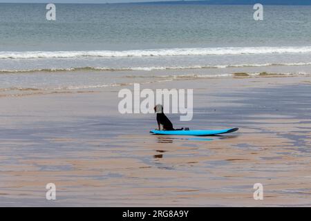 Black and Tan Spaniel sitzt auf einem türkisfarbenen Surfbrett am Meeresrand Stockfoto