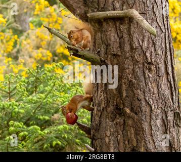 Zwei süße kleine schottische rote Eichhörnchen auf demselben Baum, eines isst einen Apfel und ein anderes auf dem Ast oben im Wald Stockfoto